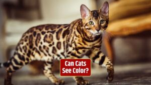 cat vision, feline color perception, how do cats see, cat eyesight, cat color vision, cat visual system,