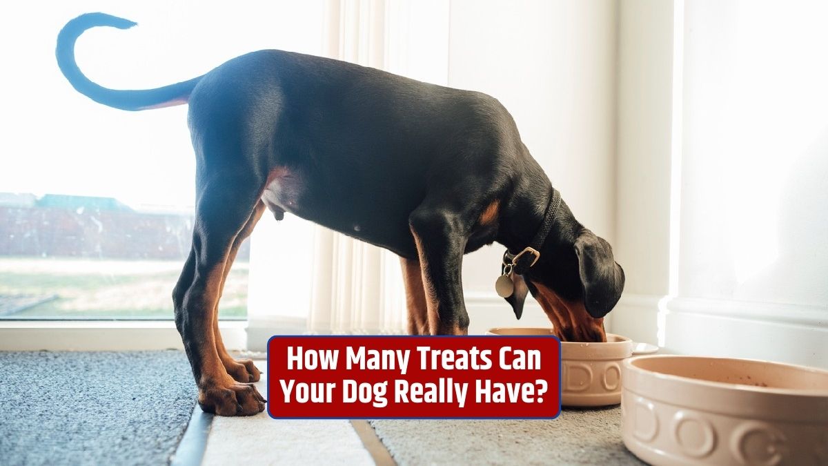 Dog treats, treating your dog, healthy dog treats, canine nutrition, dog treat guidelines,