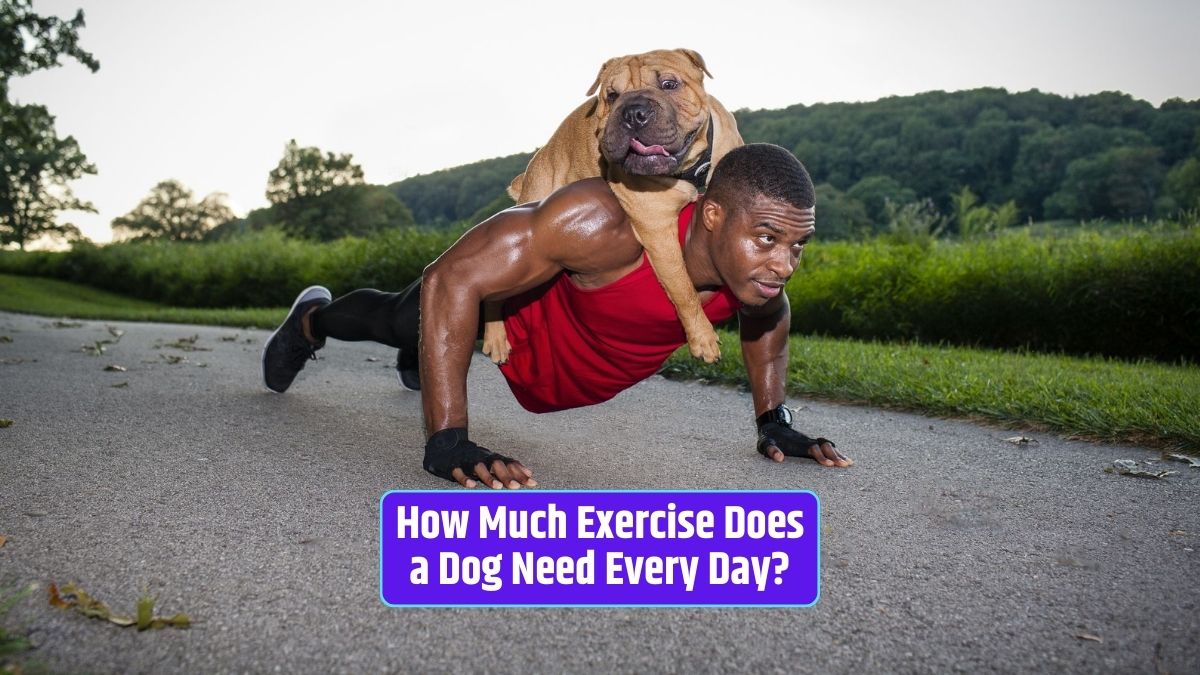Dog exercise, dog physical activity, canine fitness, exercise routine for dogs, mental stimulation for dogs,