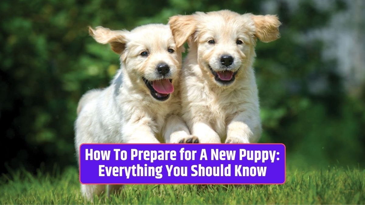 new puppy, puppy care, puppy training, preparing for a puppy, puppy-proofing, puppy health, puppy food, puppy exercise, puppy grooming, puppy socialization,
