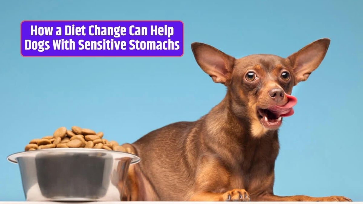 Canine digestive health, sensitive stomach in dogs, dog food for sensitive stomachs, alleviating dog digestive issues, transitioning dog food, dog dietary changes,