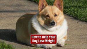 Canine obesity, dog weight management, overweight dogs, healthy dog diet, canine weight loss tips,