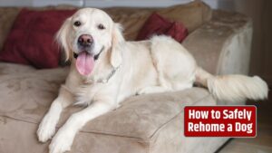 rehoming a dog, finding a new home for your dog, safely rehoming a pet, responsible pet ownership,