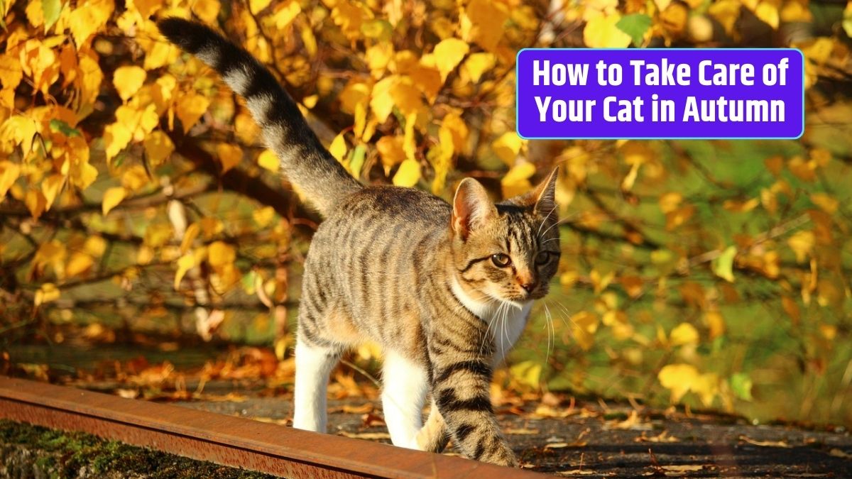 Cat care in autumn, autumn cat care tips, fall cat allergies, seasonal cat safety, autumn cat grooming, adjusting cat diet in fall,