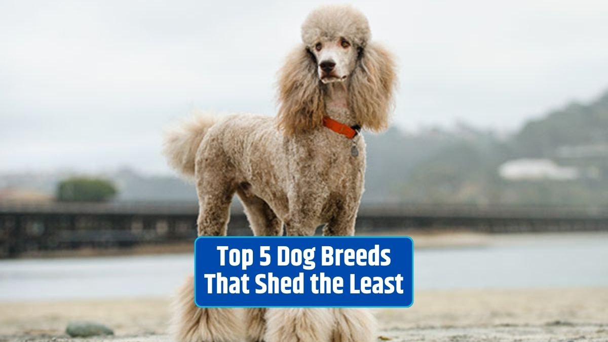 non-shedding dogs, hypoallergenic dog breeds, low-shedding breeds, minimal shedding dogs, clean home with dogs,