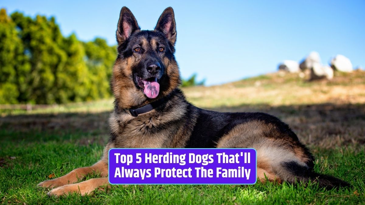 herding dog breeds, protective dogs, loyal family dogs, intelligent canine guardians,