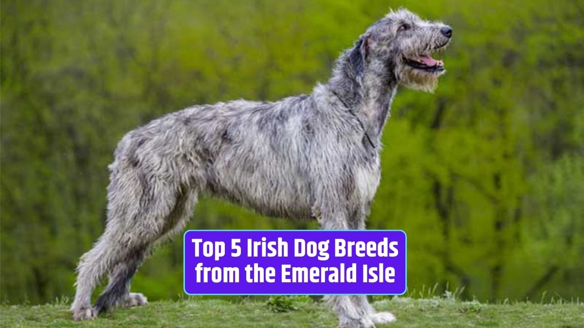 Irish dog breeds, Irish Wolfhound, Irish Setter, Kerry Blue Terrier, Irish Water Spaniel, Glen of Imaal Terrier, Emerald Isle dogs,