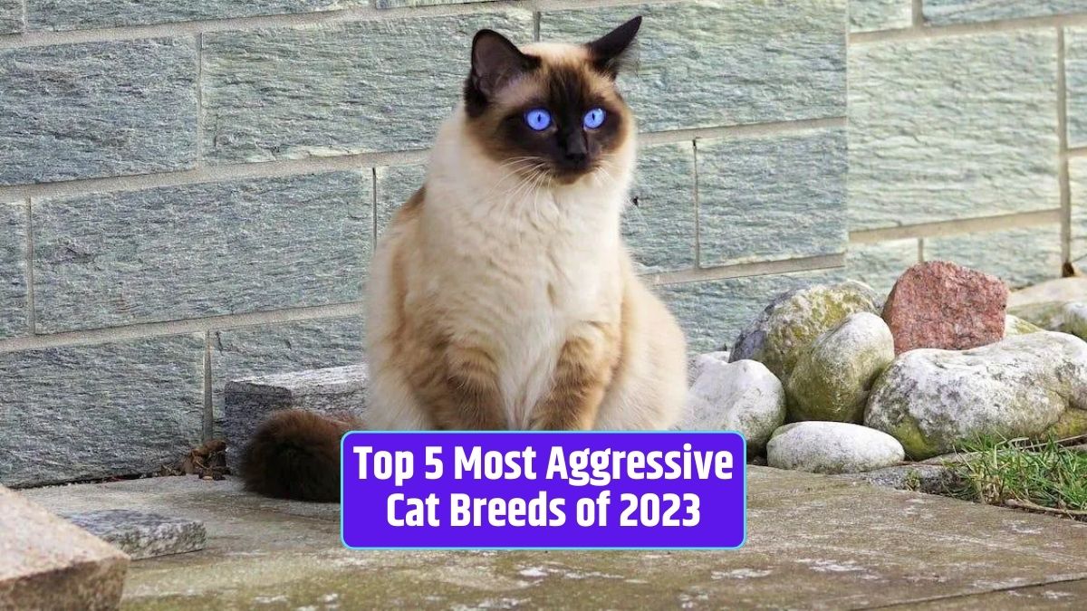 aggressive cat breeds, 2023, feline behavior, responsible ownership, cat temperament,