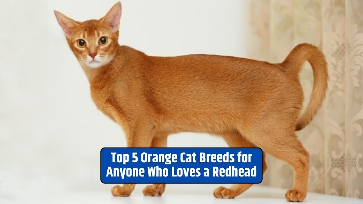 orange cat breeds, redhead cats, vibrant cat fur, striking cat colors, playful cat personalities,