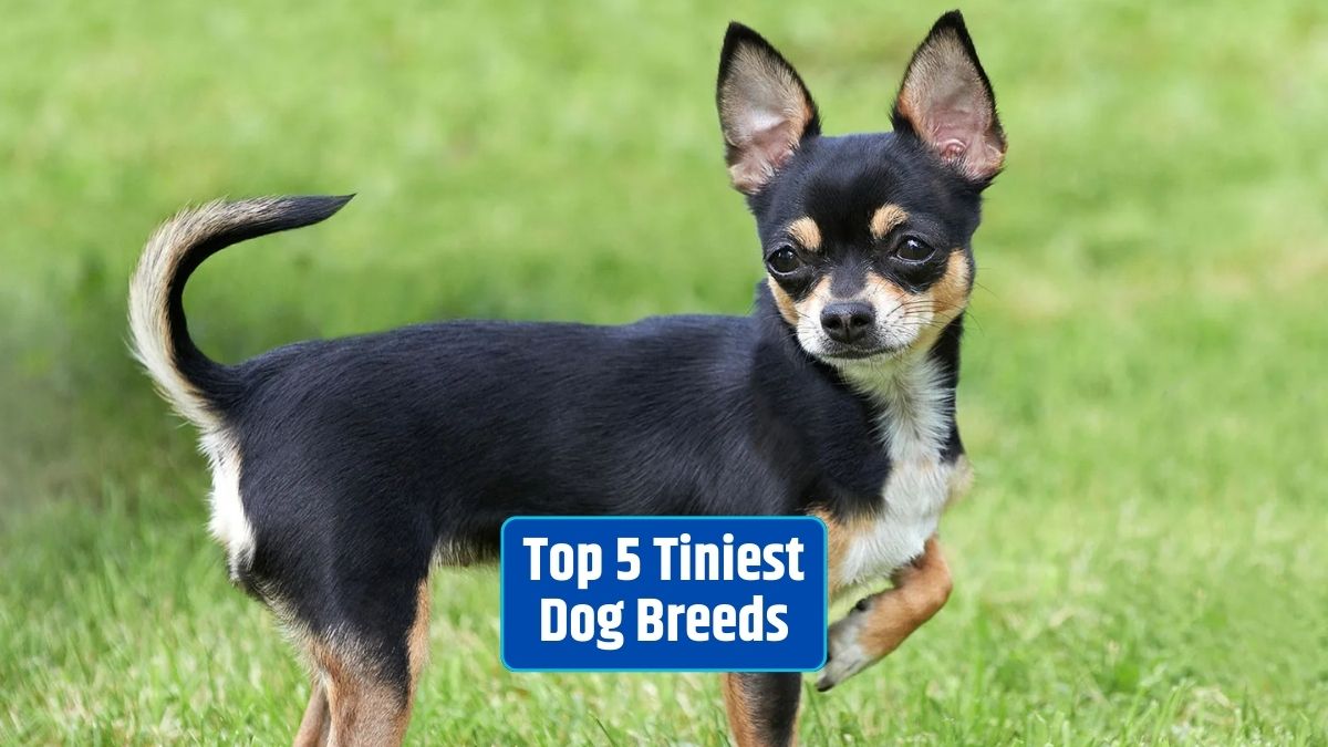 tiniest dog breeds, small dog breeds, tiny companions, miniature dogs, petite pooches,