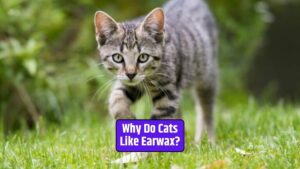 Cat behavior, feline curiosity, cat grooming habits, cat and human interaction, cat's sense of smell, cat's sense of taste,