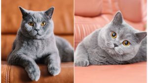 Chartreux vs. British Shorthair, Choosing a cat breed, Cat breed comparison, Chartreux cats, British Shorthair cats,