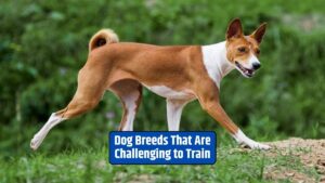 dog breeds, training challenges, difficult to train, Bulldog, Basenji, Afghan Hound, Chow Chow, Beagle,