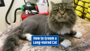 Cat grooming, long-haired cat care, cat fur maintenance, grooming tools for cats,
