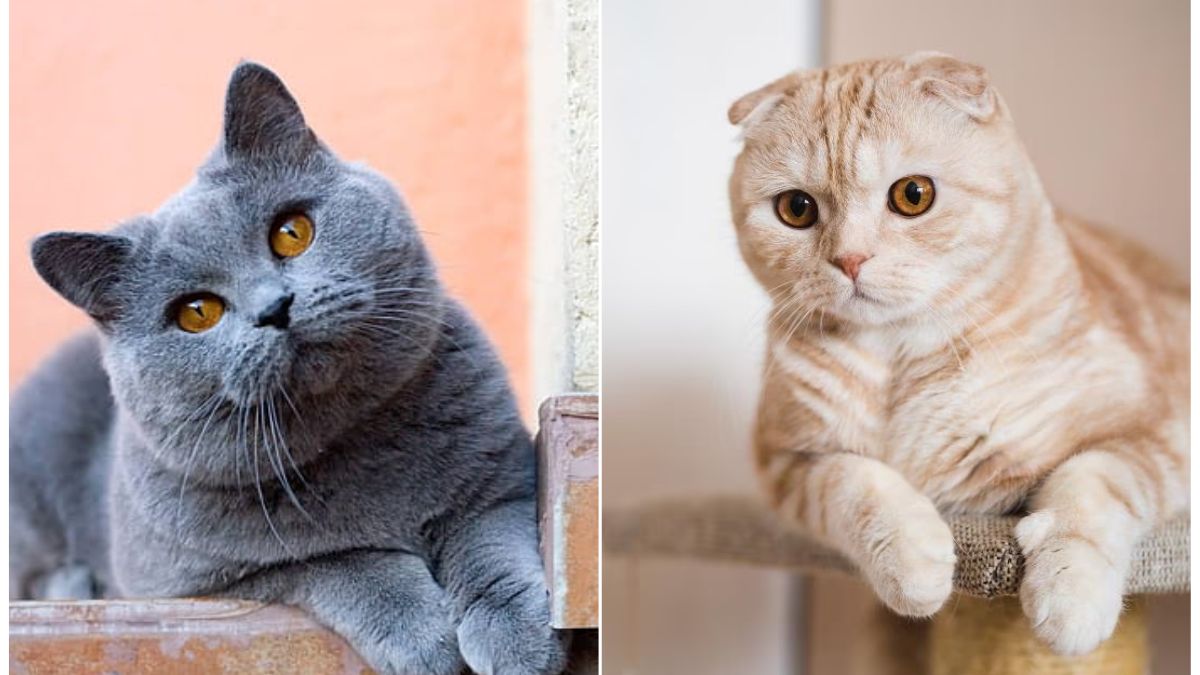Scottish Fold vs. British Shorthair, Choosing a cat breed, Cat breed comparison, Scottish Fold cats, British Shorthair cats,