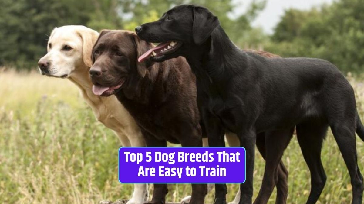 easy-to-train dog breeds, trainable dogs, 2023, intelligent dogs, obedient dogs,