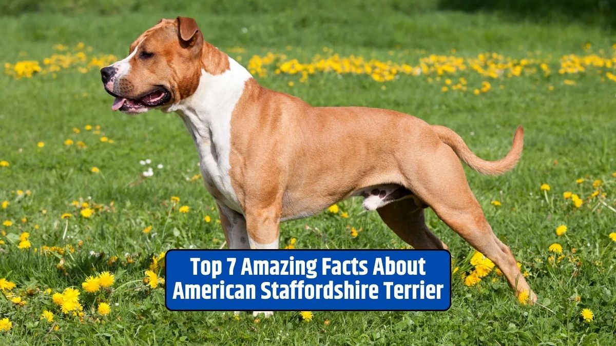 American Staffordshire Terrier, AmStaffs, loyalty, misunderstood, nanny dogs, athletic, intelligence, care and training,