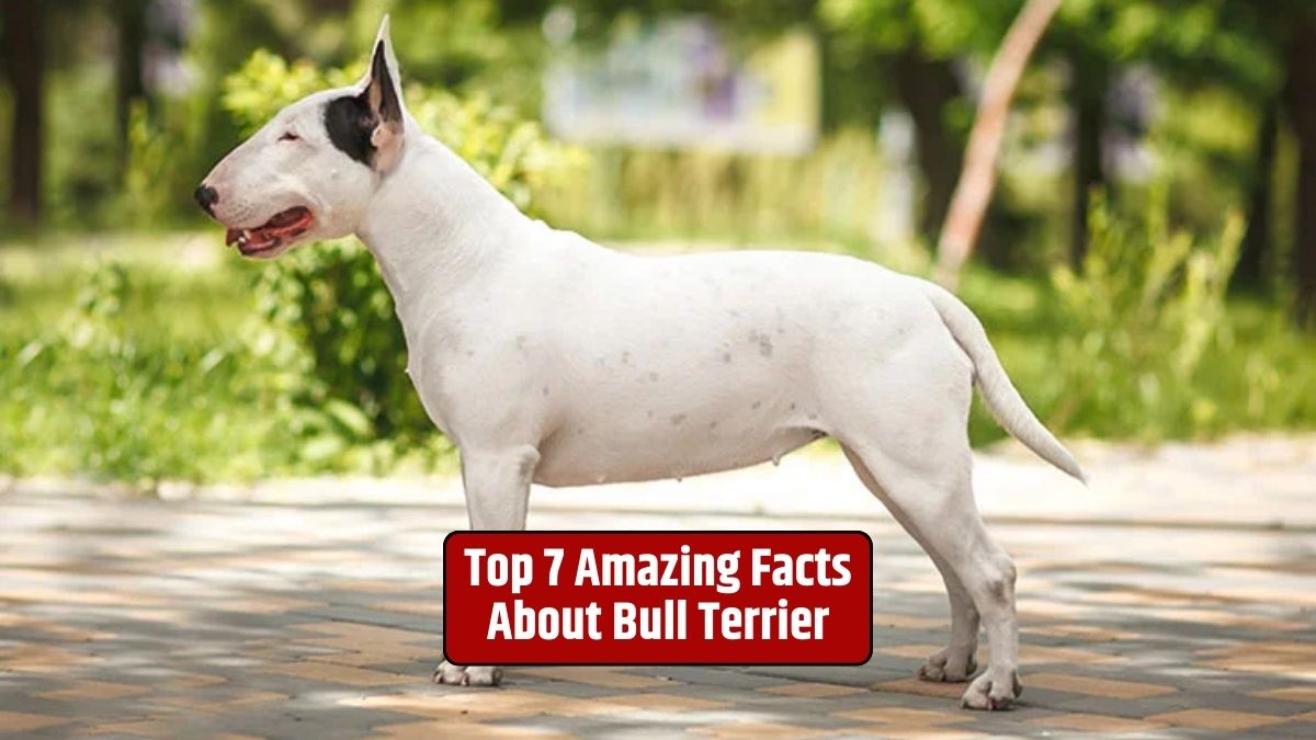 Bull Terrier, Bull Terrier facts, Bull Terrier breed, Bull Terrier characteristics, Bull Terrier history, Bull Terrier health, Bull Terrier personality,