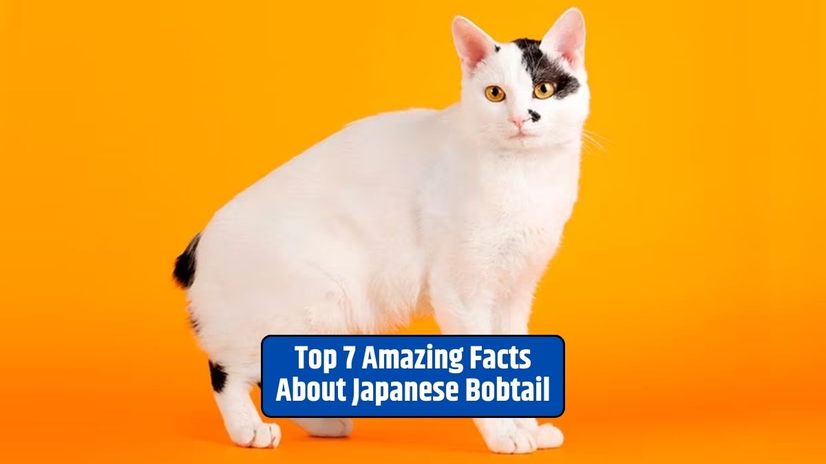 Japanese Bobtail, unique tail, symbol of good luck, vocal, social, coat colors, longevity, hypoallergenic, grooming, dietary needs,